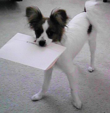 Luci the mail dog