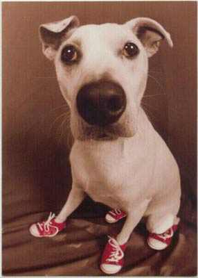 Funny picture of the day