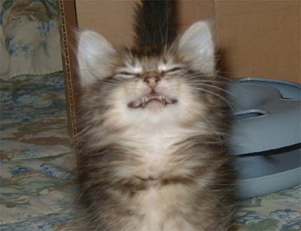 Funny picture of the day